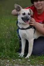 BONNIE, Hund, Mischlingshund in Ungarn - Bild 3