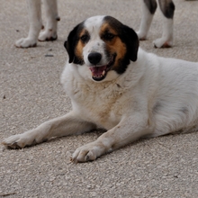 SORAYA, Hund, Mischlingshund in Griechenland - Bild 1