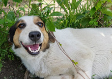 SORAYA, Hund, Mischlingshund in Griechenland - Bild 14