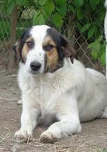 SORAYA, Hund, Mischlingshund in Griechenland - Bild 15