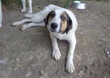 SORAYA, Hund, Mischlingshund in Griechenland - Bild 16