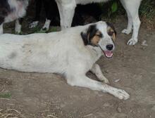 SORAYA, Hund, Mischlingshund in Griechenland - Bild 17