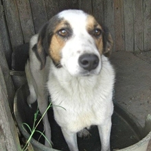 SORAYA, Hund, Mischlingshund in Griechenland - Bild 18
