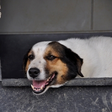 SORAYA, Hund, Mischlingshund in Griechenland - Bild 2