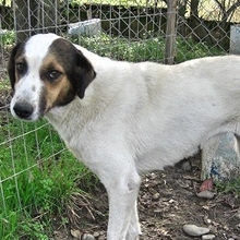 SORAYA, Hund, Mischlingshund in Griechenland - Bild 20