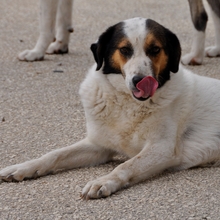 SORAYA, Hund, Mischlingshund in Griechenland - Bild 3