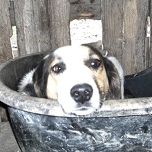 SORAYA, Hund, Mischlingshund in Griechenland - Bild 5