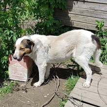 SORAYA, Hund, Mischlingshund in Griechenland - Bild 8