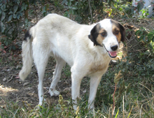 SORAYA, Hund, Mischlingshund in Griechenland - Bild 9