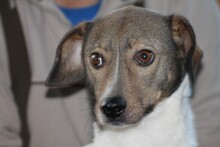 SURY, Hund, Labrador-Mix in Rumänien - Bild 1