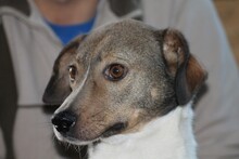 SURY, Hund, Labrador-Mix in Rumänien - Bild 2