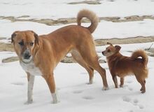LEA, Hund, Mischlingshund in Ratingen - Bild 13