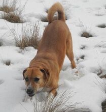 LEA, Hund, Mischlingshund in Ratingen - Bild 16