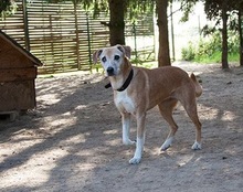 LEA, Hund, Mischlingshund in Ratingen - Bild 2