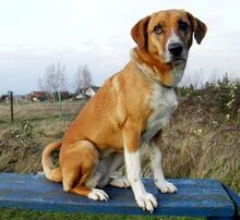 LEA, Hund, Mischlingshund in Ratingen - Bild 23