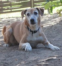 LEA, Hund, Mischlingshund in Ratingen - Bild 4