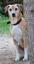 LEA, Hund, Mischlingshund in Ratingen - Bild 5