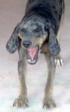 ROCKY5, Hund, Mischlingshund in Armstorf - Bild 15