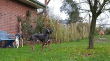 ROCKY5, Hund, Mischlingshund in Armstorf - Bild 5