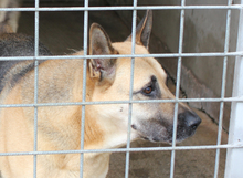 WILLY, Hund, Deutscher Schäferhund in Italien - Bild 9