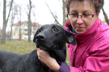TITZIA, Hund, Mischlingshund in Rumänien - Bild 12