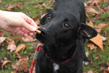 TITZIA, Hund, Mischlingshund in Rumänien - Bild 3