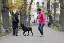TITZIA, Hund, Mischlingshund in Rumänien - Bild 5