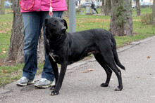 TITZIA, Hund, Mischlingshund in Rumänien - Bild 6
