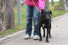 TITZIA, Hund, Mischlingshund in Rumänien - Bild 8