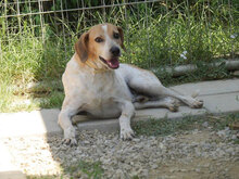 AMIRO, Hund, Jagdhund-Mix in Italien - Bild 3