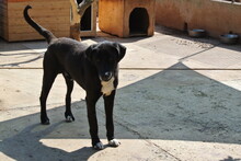 JACK, Hund, Mischlingshund in Bad Segeberg - Bild 13