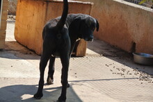 JACK, Hund, Mischlingshund in Bad Segeberg - Bild 16