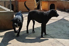 JACK, Hund, Mischlingshund in Bad Segeberg - Bild 19