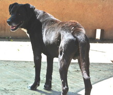 JACK, Hund, Mischlingshund in Bad Segeberg - Bild 20