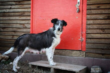 TASHA, Hund, Mischlingshund in Bulgarien - Bild 1