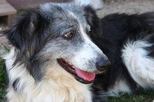 TASHA, Hund, Mischlingshund in Bulgarien - Bild 10
