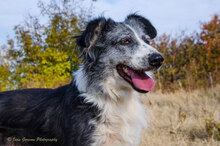 TASHA, Hund, Mischlingshund in Bulgarien - Bild 12