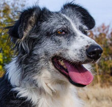 TASHA, Hund, Mischlingshund in Bulgarien - Bild 2