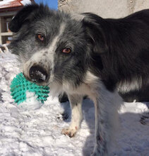 TASHA, Hund, Mischlingshund in Bulgarien - Bild 3