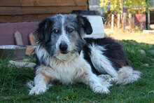 TASHA, Hund, Mischlingshund in Bulgarien - Bild 5