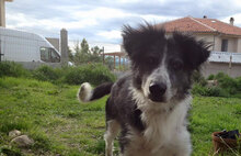 TASHA, Hund, Mischlingshund in Bulgarien - Bild 6