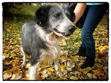 TASHA, Hund, Mischlingshund in Bulgarien - Bild 7