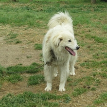 DAIL, Hund, Herdenschutzhund-Mix in Griechenland - Bild 1