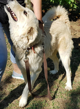 DAIL, Hund, Herdenschutzhund-Mix in Griechenland - Bild 15