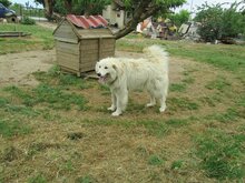 DAIL, Hund, Herdenschutzhund-Mix in Griechenland - Bild 16