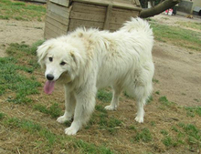 DAIL, Hund, Herdenschutzhund-Mix in Griechenland - Bild 18