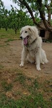 DAIL, Hund, Herdenschutzhund-Mix in Griechenland - Bild 23