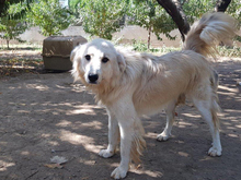 DAIL, Hund, Herdenschutzhund-Mix in Griechenland - Bild 25