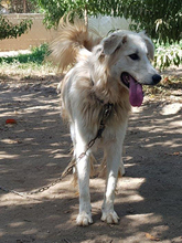 DAIL, Hund, Herdenschutzhund-Mix in Griechenland - Bild 26