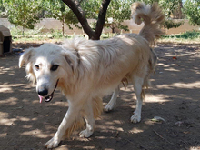 DAIL, Hund, Herdenschutzhund-Mix in Griechenland - Bild 27